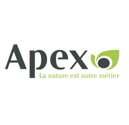 Apex